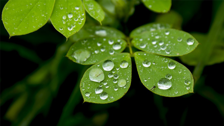 Wet leaves