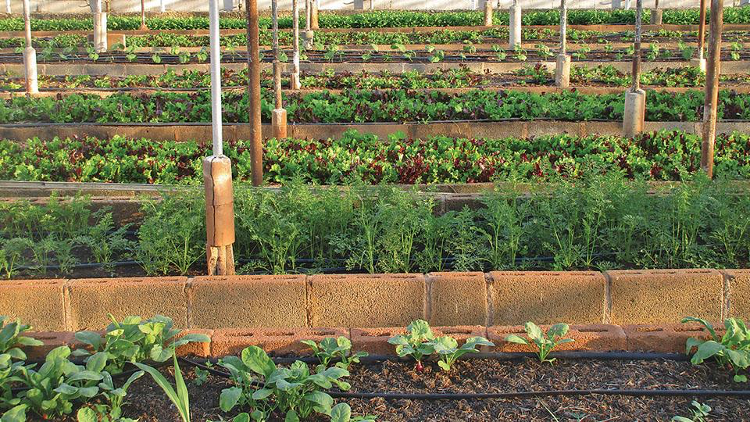 Rows of crops