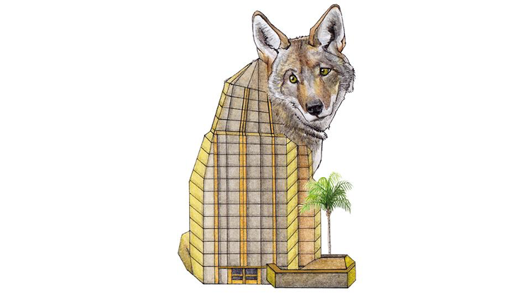 Geometric illustration of coyote looking backwards